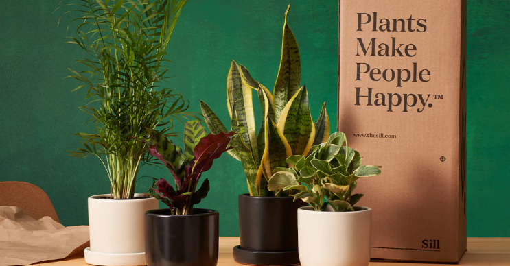 Four potted indoor plants next to a brown box with a positive message.