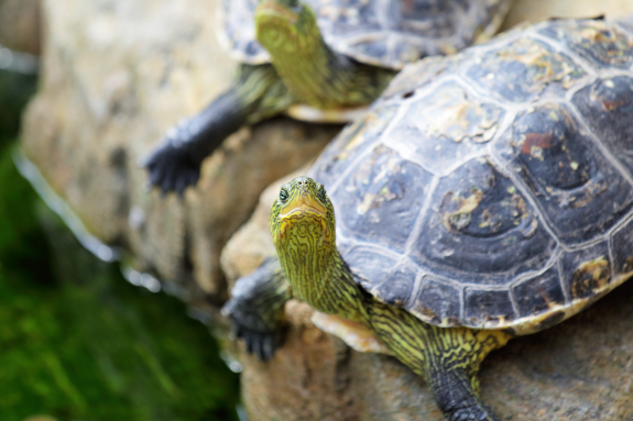 Two turtles resting on a rock with detailed shell patterns.